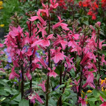 'Starship Deep Rose' Cardinal Flower