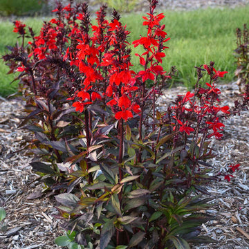 STARSHIP™ Scarlet Bronze Leaf cardinal flower (Lobelia speciosa) is the perfect plant for those looking to add some pizazz to boggy or wet gardens.
