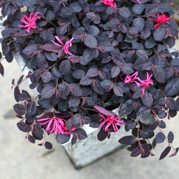 Jazz Hands Mini Chinese Fringe Flower is a fantastic ground cover