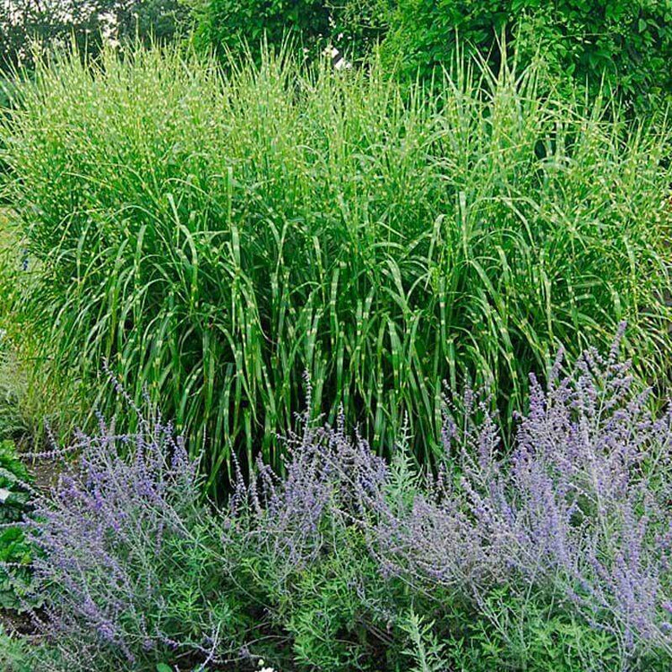 Strictus Maiden Grass has porcupine grass look with bold yellow horizontally banded foliage. 