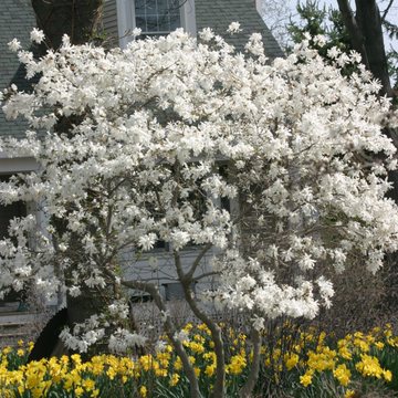 'Royal Star' Magnolia