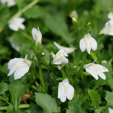 White Mazus is a low growing ground cover for full to part sun