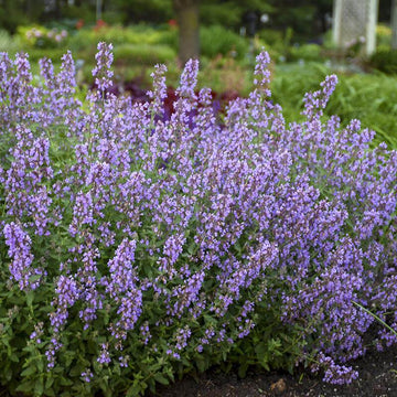 Cat's Meow Catmint has tons of blue flowers in early summer and attract pollinators.