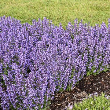 Cat's Pajamas Catmint has tons of blue flowers in early summer attracting pollinators. 