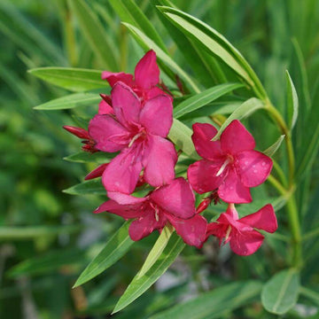 Austin Pretty Limits Oleander have year round deep pink flowers