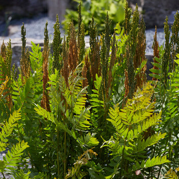 Royal Fern (Osmunda regalis) grows well alongside ponds, streams and lakes