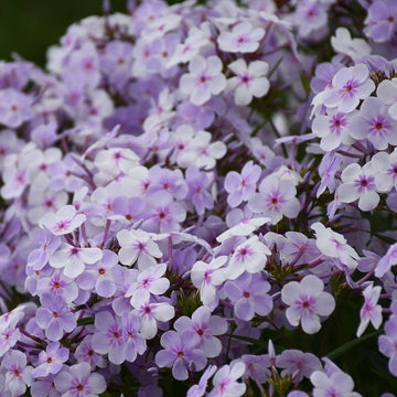 Phlox Opening Act Pink-A-Dot flowers are near white with a pink star center