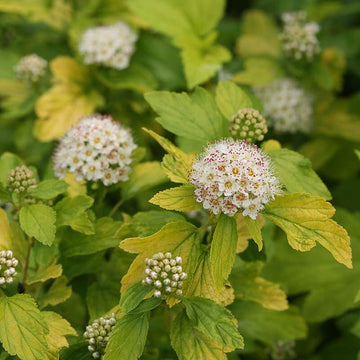 Festivus Gold Ninebark has yellow foliage that shines all season
