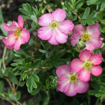 Happy Face Hearts Potentilla blooms resemble an apple blossom, flushed with pink around the edges with a yellow center