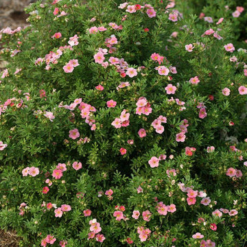 Happy Face Pink Paradise Potentilla has extra large flowers of a deep, true pink