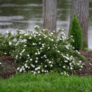 Happy Face White Potentilla has crisp, bright white flowers to match every home