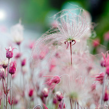 Prairie Smoke geum has pink flowers that fade into feathery seed heads.