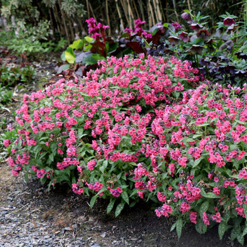 'Shrimp on the Barbie' Lungwort (Pulmonaria 'Shrimps in the Barbie') Resistant to deer and easy to care for, this eye-catching perennial is a perfect choice for gardeners of any skill. 