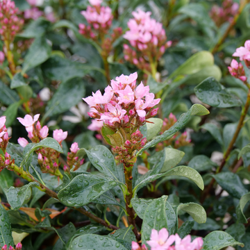 La Vida Grande™ Indian Hawthorn