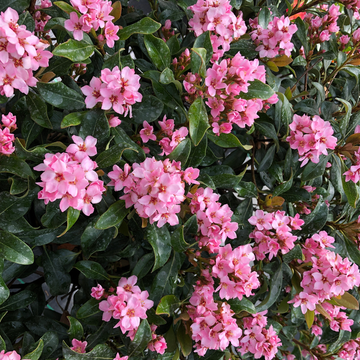 La Vida Mas™ Indian Hawthorn