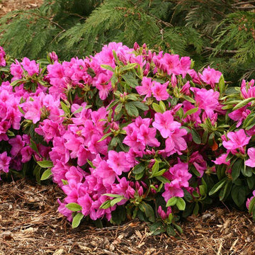 Bloom-A-Thon® Lavender Reblooming Azalea - Discontinued