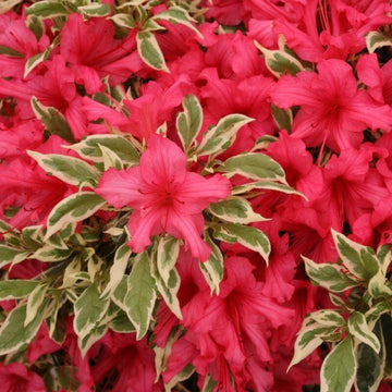 Bollywood Azalea has glossy silver and dark green variegated foliage and reddish pink flowers