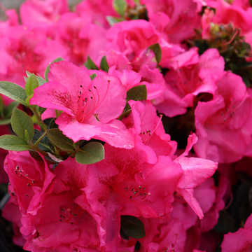 Perfecto Mundo Epic Pink™ Azalea blooms sporadically from spring to fall.