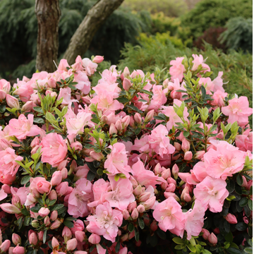 Perfecto Mundo Pink Carpet azalea is a ground cover azalea with numerous pink flowers. 