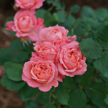 Reminiscent™ Coral Rose