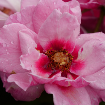 Ringo Double Pink rose has a glowing pink-red center.