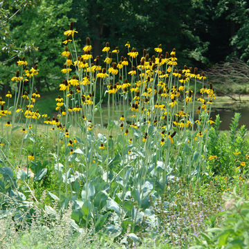 The giant coneflower can grow up to 7 feet tall with bright yellow flowers.