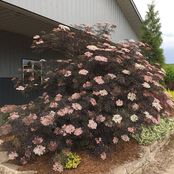 Black Lace Elderberry has black lacy foliage and big pink and white flower clusters