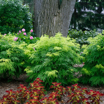 Lemony Lace® Elderberry has bright gold lacy foliage with white blooms in early spring. 