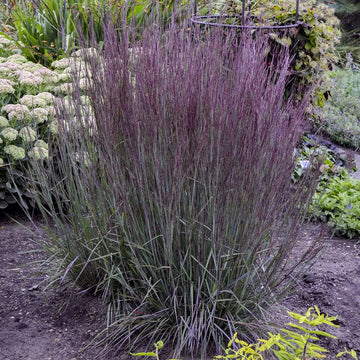 'Blue Paradise' Bluestem Grass