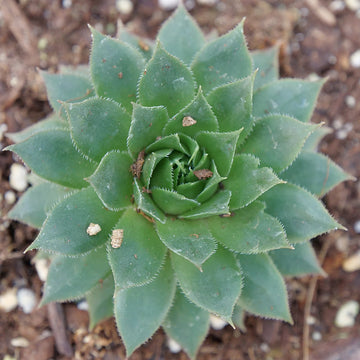 Sunset Hen and Chicks is green when young and matures to red tipped leaves that resemble a sunset 