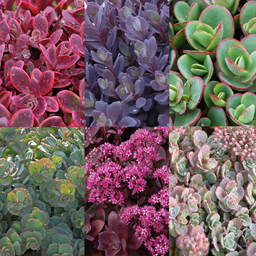 Succulent Ground Cover Collection features 6 succulents for bright and bold foliage that adds unique texture to your landscape 