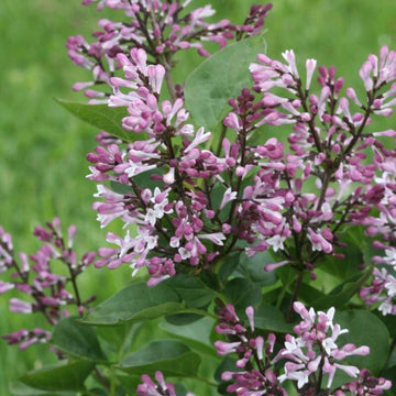 Baby Kim Lilac has dark purple blooms with incredible fragrance