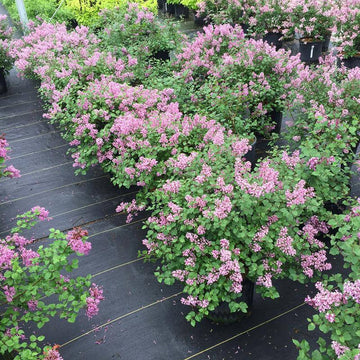 Bloomerang Dwarf Purple Reblooming Lilac are disease resistant and very easy to grow