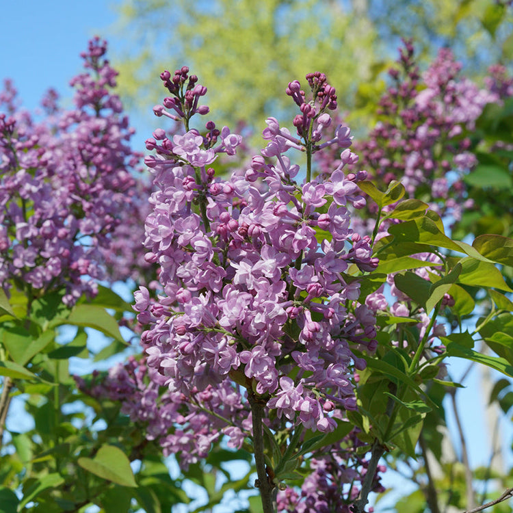 Scentara Double Blue Lilac has more fragrant than other lilacs