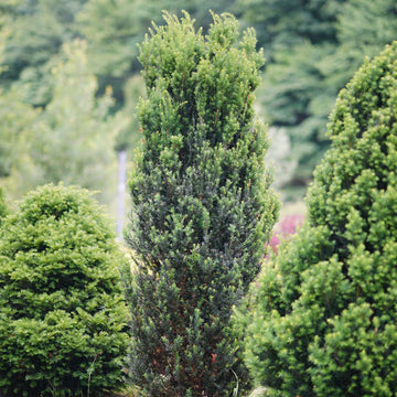 Stonehenge® Yew is the perfect space-saving shrub that grows in a columnar upright habit , plus it maintains it's good looks all year round.