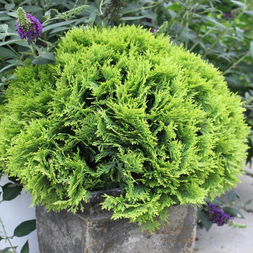 Anna's Magic Ball Arborvitae is a bright gold dwarf evergreen that naturally grows as tidy little globe