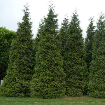 Green Giant Arborvitae thrive in full sun to part shade
