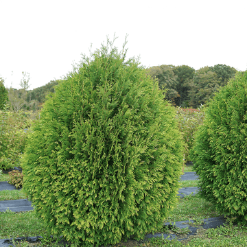 Cheer Drops thuja grows in a natural teardrop shaped habit that requires no pruning to enjoy.
