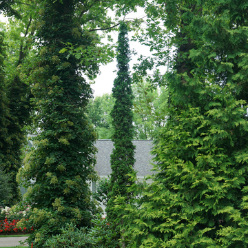 Sting™ Arborvitae (Thuja) makes a statement in the landscape with a narrow habit.