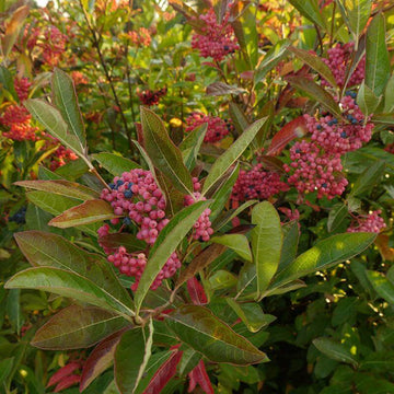 Brandywine Witherod Viburnum has a spectacular fall display of pink and blue berries