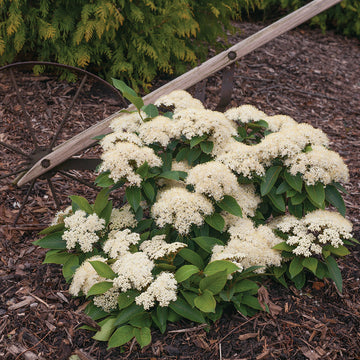 Lil Ditty® Dwarf Viburnum has lacy white flowers in spring. 