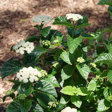 Enjoy the berries of All That Glitters® without the pollinator with Glitters & Glows™ viburnum combination