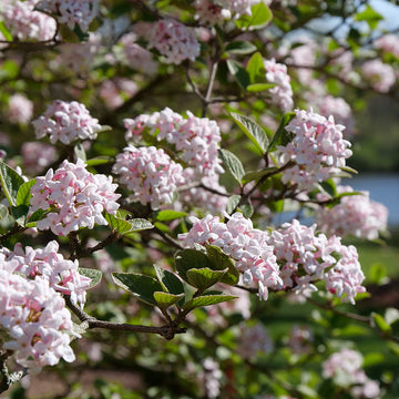 Spice Girl Koreanspice Viburnum blooms heavily in spring and produces hundreds of fragrant white and pink blooms.