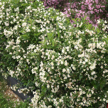 Czechmark Sunny Side Up Weigela has large white trumpet shaped white flowers