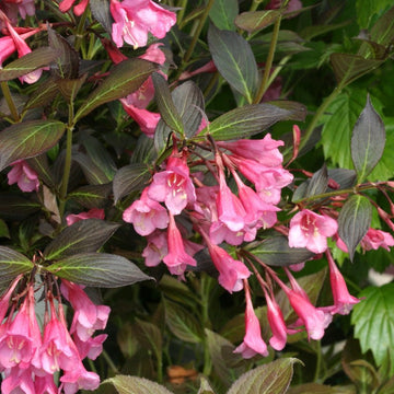 Very Fine Wine Weigela has dark green foliage with pink flowers in spring. 