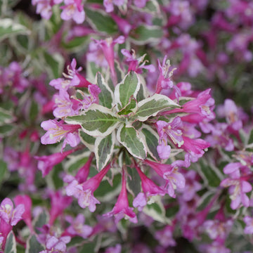 My Monet Purple Effect® Weigela