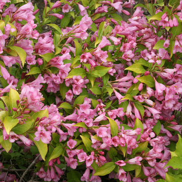 Snippet Lime Weigela has a combination for bright lime green foliage with dozens of pink trumpet shaped flowers