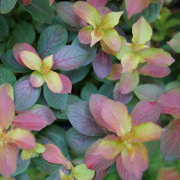Midnight Sun weigela has multi colored foliage in tones of yellow, red, purple and green.