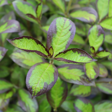 Vinho Verde weigela has lime green foliage edged in deep purple for a striking effect.