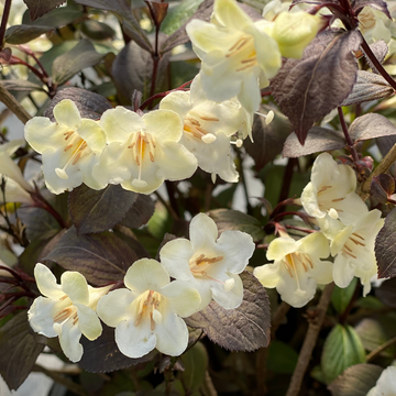 Wine and Spirits weigela combines white flowers and black foliage for striking contrast.
